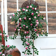 仿真玫瑰藤蔓吊兰装饰花藤塑料，假花藤条室内摆设垂吊花墙壁挂植物