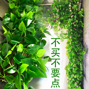 仿真藤条绿萝叶装饰假树叶绿藤藤蔓，植物花藤水管道遮挡空调绿叶花