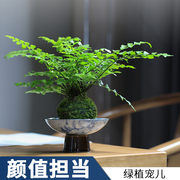 吉姆蕨苔玉球水培蕨类植物净化空气，好养绿植室内吸甲醛办公桌苔藓
