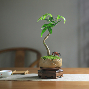 造型发财树小盆栽办公室内耐阴常青绿植桌面摆件好养盆景植物