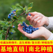 蓝莓树果苗盆栽地栽四季水果树，当年结果南方北方种植特大蓝莓树苗