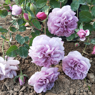 蓝色阴雨大型爬藤月季四季勤花蓝紫色藤本，月季花苗蔷薇花苗