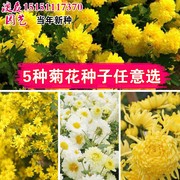 菊花种子盆栽阳台室内花卉种籽贡菊野菊花泡茶杭白菊种孑菊花籽