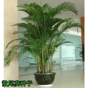 销售凤尾竹种子散尾葵种子，客厅室内盆栽，绿植花卉盆景绿植种子