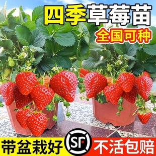 四季草莓苗奶油红颜草莓秧，大棚种植草莓盆栽当年结果新苗带土果苗