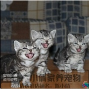美国短毛猫银虎斑幼猫活体纯种，美国短毛猫起司猫小猫宠物猫q