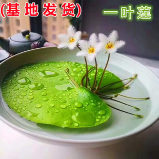 一叶莲浮萍水培植物鱼缸，水草造景碗莲睡莲，水养生净化水质四季开花