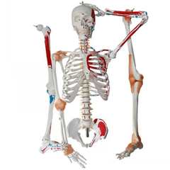 人体骨骼模型肌肉起止点标识韧带关节脊柱可弯曲正骨美术艺a