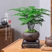 文竹盆栽绿植树苗室内云竹盆景书房办公室桌面小植物好养四季常青