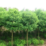 绿化苗木香樟树苗庭院，植物花卉香樟木树苗，四季常青驱蚊树种植