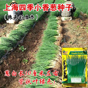 上海四季小香葱种子盆栽小葱蔬菜种籽四季播庭院阳台易种蔬果种子