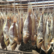 广东咸鱼干 阳江特产海鲜水产干货 海鱼一夜埕红衫鱼250g海味