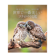 预售世界上美丽猫头鹰书:在黑暗中呼吸和飞翔的神秘生态世界で一番美しいフクロウ図鑑原版日文生活综合