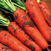 胡萝卜种籽子金冠八寸参老品种胡萝卜籽水果胡萝卜种子胡萝卜种孑
