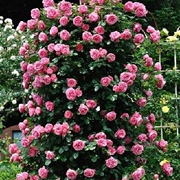 3颗5年蔷薇花苗多花本藤月季庭院阳台爬藤玫瑰苗四季开花盆栽植物