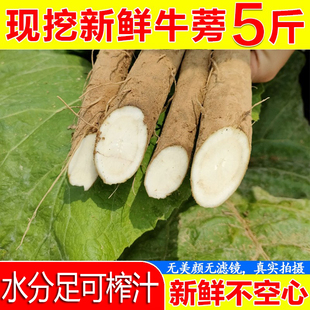 现挖特级牛蒡根新鲜5斤非黄牛蒡茶原料牛蒡，根非牛旁榜膀野生