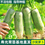 正宗潍县沙窝水果萝卜种籽天津沙窝萝卜不辣甜脆高产四季蔬菜种子