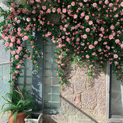 牡丹花藤蔓酒店门头遮挡装饰花玫瑰，假花藤条造景植物塑料吊花