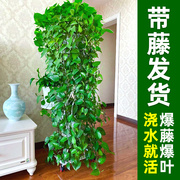 绿萝长藤款盆栽植物，室内花吸甲醛新房客厅，净化空气绿植绿箩垂吊兰