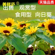 夏季种四季种花卉，食用高大向日葵绿化盆栽观赏矮向日葵