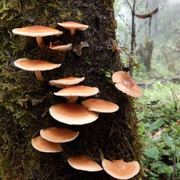 云南特产野生香菇干货100g高原山里农家椴木冬菇食用香蕈蘑菇香菌