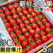 圣女果新鲜水果5斤西红柿农家自然，熟孕妇蔬菜生吃千禧小番茄3