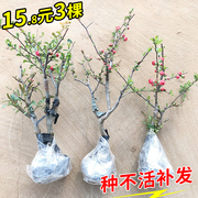 海棠花盆栽带花苞树苗老桩盆景庭院好养四季阳台植物室内花卉绿植