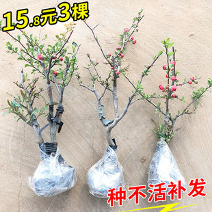 海棠花盆栽带花苞树苗老桩盆景庭院好养四季阳台植物室内花卉绿植