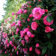 香水蔷薇花种籽子，爬藤月季玫瑰四季开花爬墙攀援庭院植物花卉种子