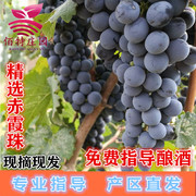 贺兰山赤霞珠新鲜酿酒葡萄，现摘现发40斤装diy紫葡萄小黑葡萄自酿