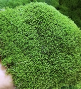 新鲜苔藓微景观植物盆景盆栽，水陆缸假山草，造景苔藓短绒青苔苔藓球