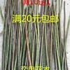 无刺蔷薇苗独杆蔷薇月季，欧月玫瑰嫁接砧木人参根大量扦