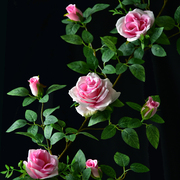 仿真玫瑰花假花藤条绿植塑料，藤蔓植物室内空调管道，遮挡装饰墙壁挂