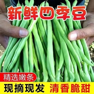 超实惠应季四季豆新鲜云南长条豆角现摘鲜嫩露天应季蔬菜芸斤