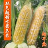 双色水果玉米种子大全超甜玉米种籽春夏季四季播大田高产蔬菜种孑
