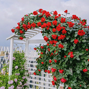佛罗伦蒂娜藤本月季花大苗盆栽四季开正红花阳台庭院围墙爬藤蔷薇