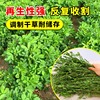 紫花苜蓿草籽黑麦草四季多年生耐寒牧草种子畜牧养殖鸡鸭牛羊鱼草