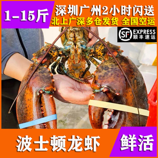 鲜活波士顿龙虾特超大10斤新鲜海鲜水产帝王蟹澳洲花奥龙大小龙虾