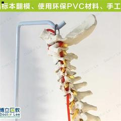 人体脊柱模型1i正骨脊椎模型颈椎腰椎人体骨骼模型脊椎模型 1