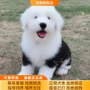 纯种古牧幼犬正宗古代牧羊犬幼犬帅气家庭古牧犬活体宠物幼宠