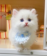 米努特矮脚幼猫纯种曼基康短腿猫蓝乳白长毛拿破仑长不大小猫幼崽