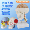 人体头颅骨骼头骨可拆卸美术素描道具，医学生教学医用标准骷髅模型