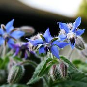 琉璃苣蓝色种子阳台庭院香草，植物种子芳香花卉蓝色琉璃花种子