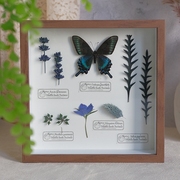 原创手作蝴蝶标本立体干花相框摆件植物标本摆台装饰画创意礼物