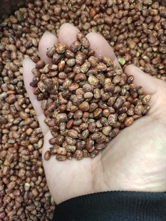2023年新收小花豆串花豇豆赤小豆老式红豆熊猫豆威海特产农家自种