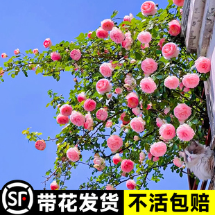 粉色龙沙宝石蔷薇爬藤本月季花苗，盆栽四季浓香，玫瑰花卉植物庭院开