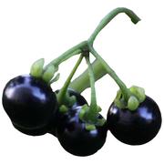 紫黑色龙葵种子农家黑悠悠黝黝水果四季果苗盆栽黄种籽孑龙葵果