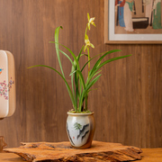 建兰大凤素兰花苗盆栽，香兰草带花苞浓香，名贵花卉室内绿植礼物
