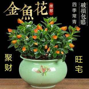 四季常青金鱼花吊兰，盆栽室内绿植花卉多肉，植物绿萝发财树好养