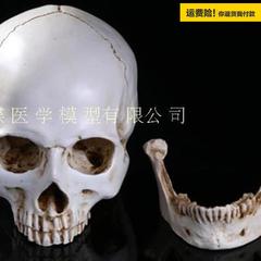 .高仿真人头骨模型树脂骷髅头艺术美术临摹专用标本人体头颅模